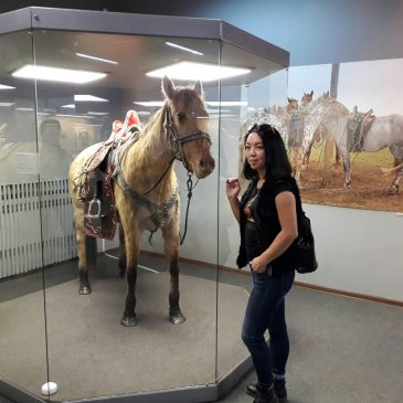 В музее состоится конференция, посвященная тувинской породе лошадей