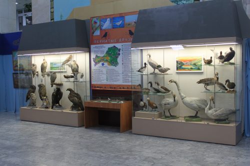 Месячник птиц в Национальном музее РТ