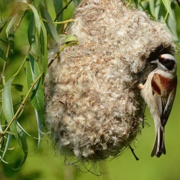 Семейный оберег — гнездо ремеза