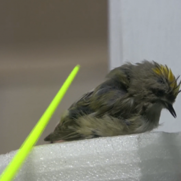 Лекция «Хопештер болуу»