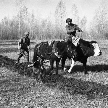 Земледелие тувинцев в фотографиях В.П. Ермолаева