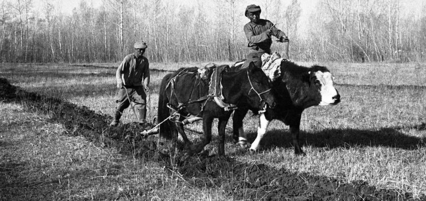 Земледелие тувинцев в фотографиях В.П. Ермолаева