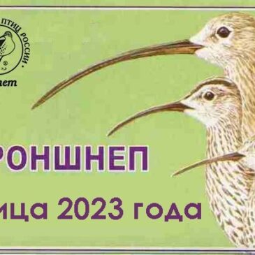 Союз охраны птиц России выбрал птицей 2023 года – КРОНШНЕП!